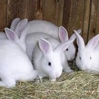 кролики всех возрастов (не дорого)